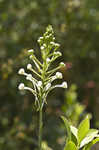 White fringed orchid